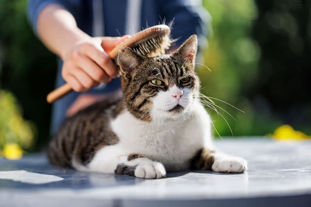 <p>Getty Images</p> A stock photo of a cat being brushed