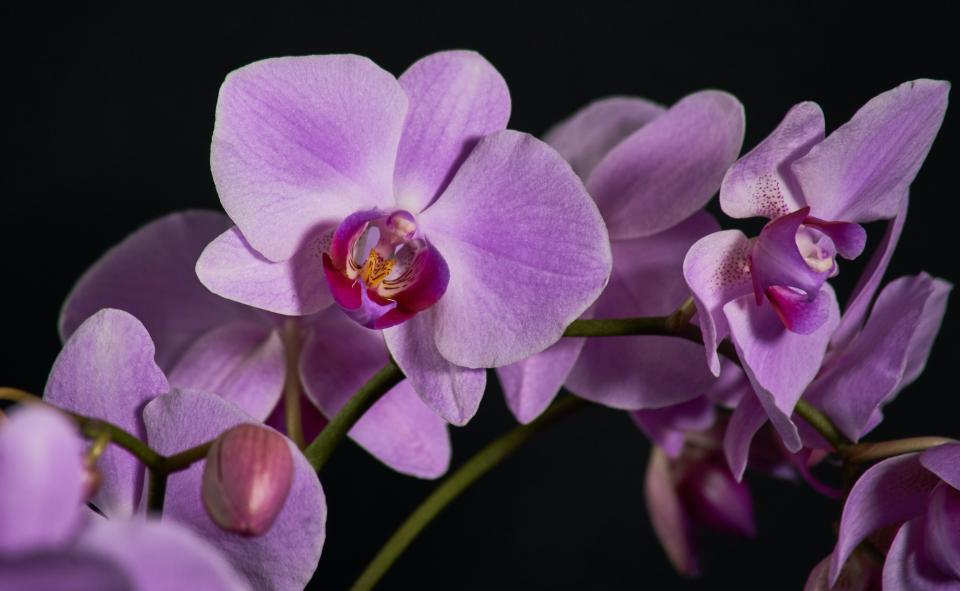 Orchids are now more commonly grown using the tissue culture system.