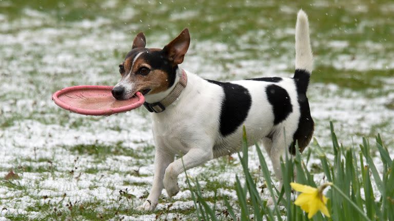 Un Jack Russell terrier correteando en la nieve. Crédito: Uwe Zucchi / dpa