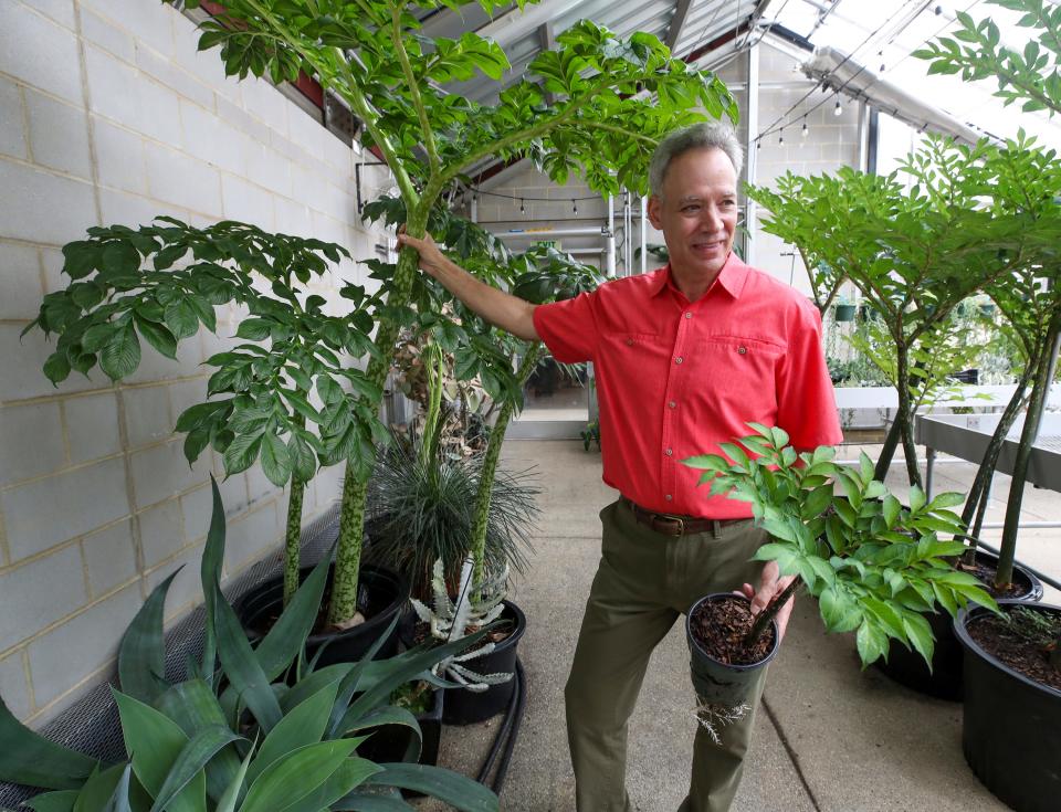 Paul Capiello, Executive Director, Yew Dell Botanical Gardens with Amorphophallus Titanum at two different stages.