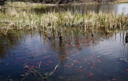 Goldfish swim in the shallows of Teller Lake #5 outside of Boulder, Colorado April 10, 2015. REUTERS/Rick Wilking