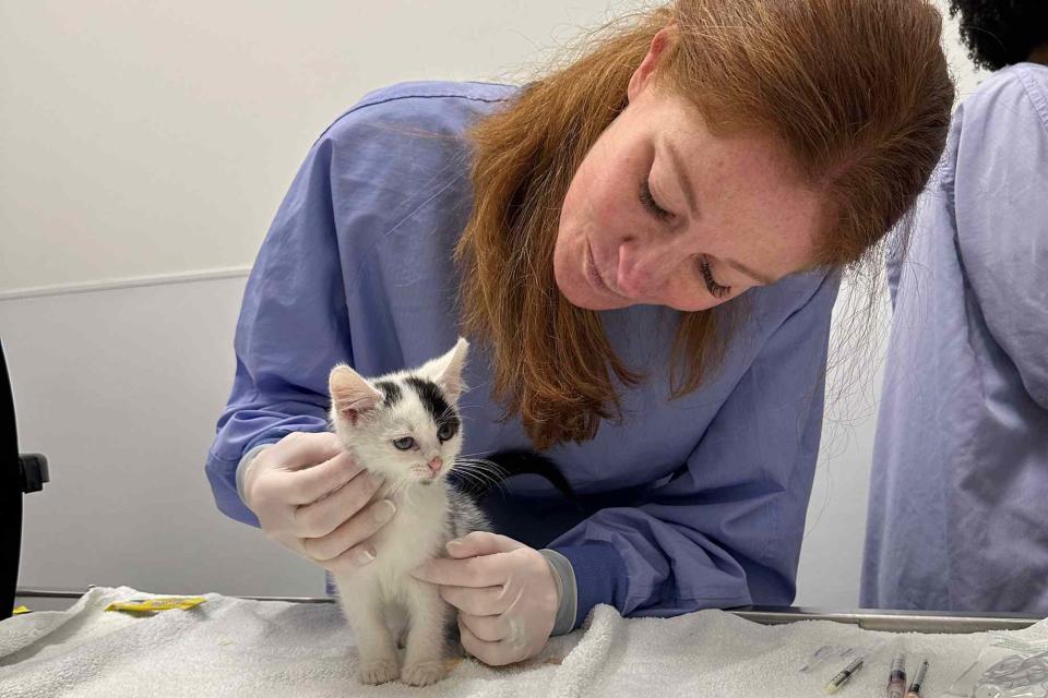 <p>Colleen Barkley/PAWS Chicago</p> Casper the "Marathon Kitten" at PAWS Chicago 