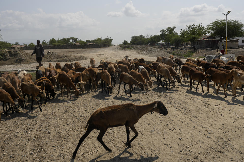 A flock of goats are herded at the Eight batey in the Bahoruco province, Dominican Republic, Wednesday, May 15, 2024. The Dominican Republic bateyes are settlements of mostly Haitian immigrants and descendents working in the nearby sugarcane plantations. (AP Photo/Matias Delacroix)