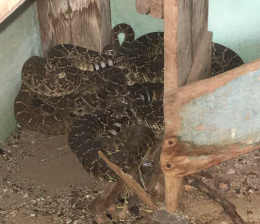 A den of rattlesnakes was discovered underneath the house (Facebook/Big Country Snake Removal)