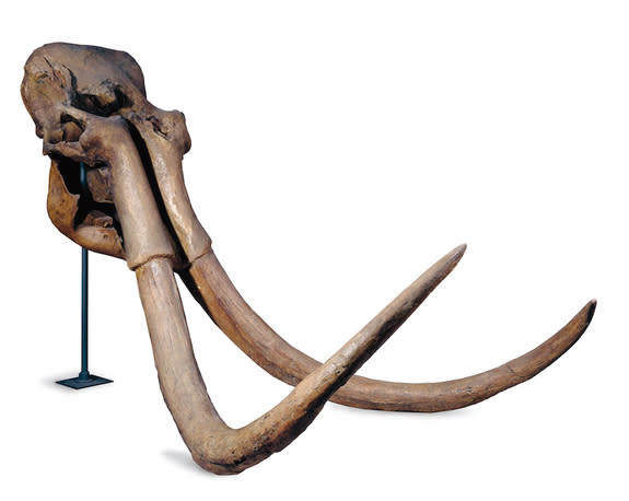 The tusks of a steppe mammoth (<i>Mammuthus trogontherii</i>), which is likely the same species as the Columbian mammoth, experts say.