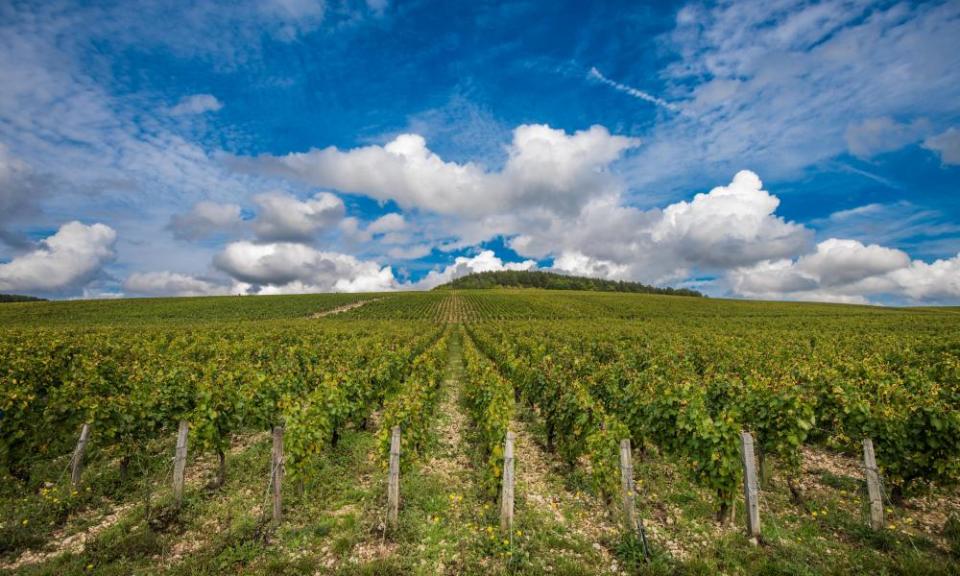 The Grand Cru vineyards of Chablis in Burgundy, France, in a good year.