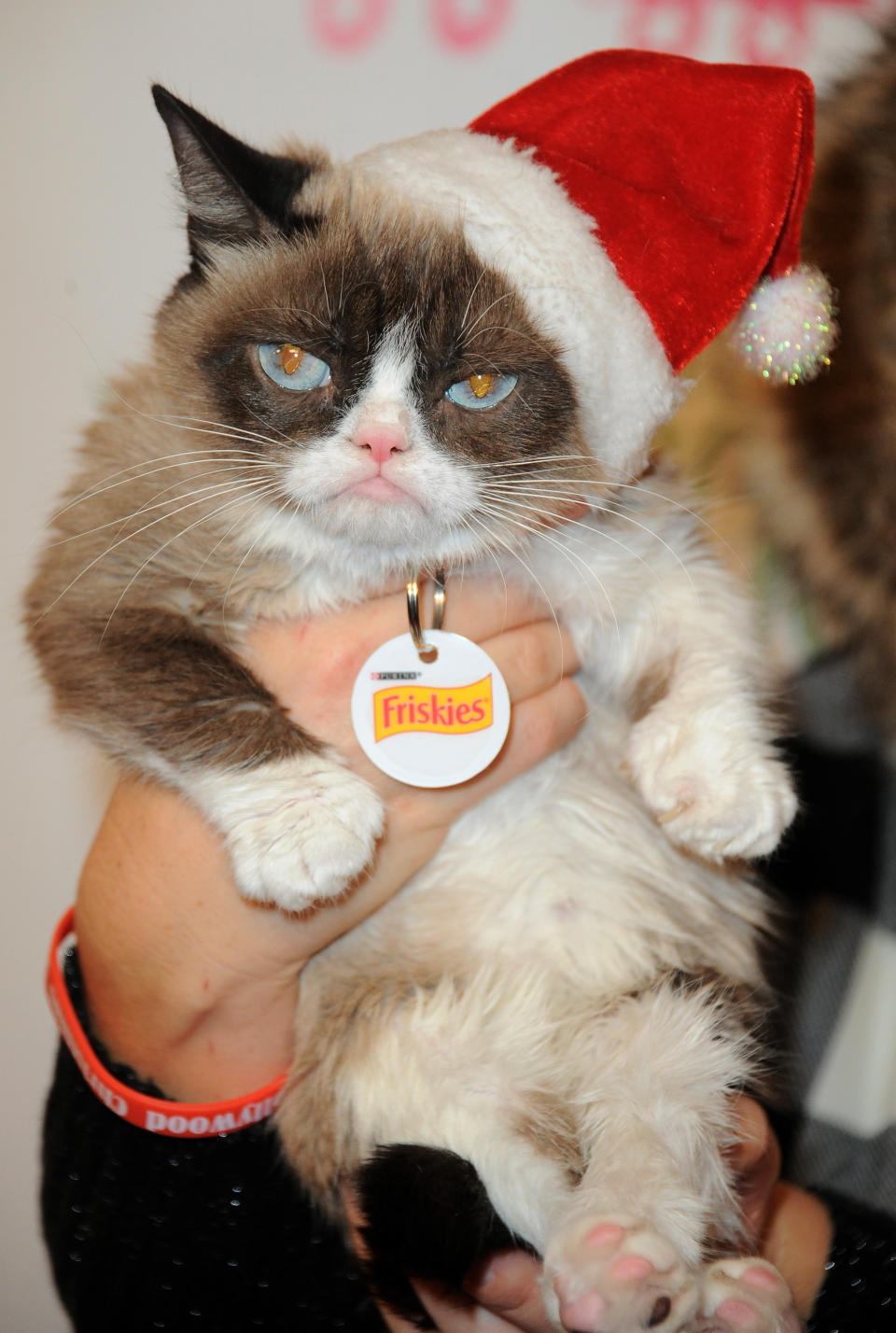 HOLLYWOOD, CA - NOVEMBER 29: Grumpy Cat arrives for the 84th Annual Hollywood Christmas Parade held at The Roosevelt Hotel on November 29, 2015 in Hollywood, California.  (Photo by Albert L. Ortega/WireImage)