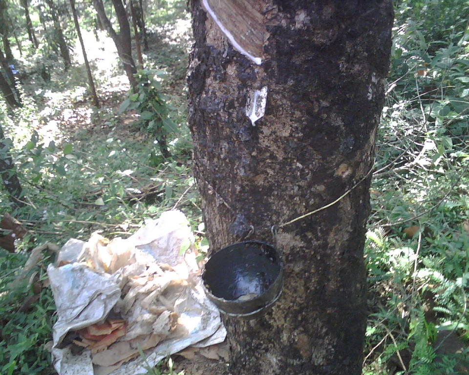 Rubber being extracted