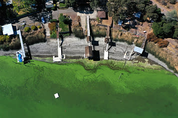 An aerial view of blue-green algae in California. 