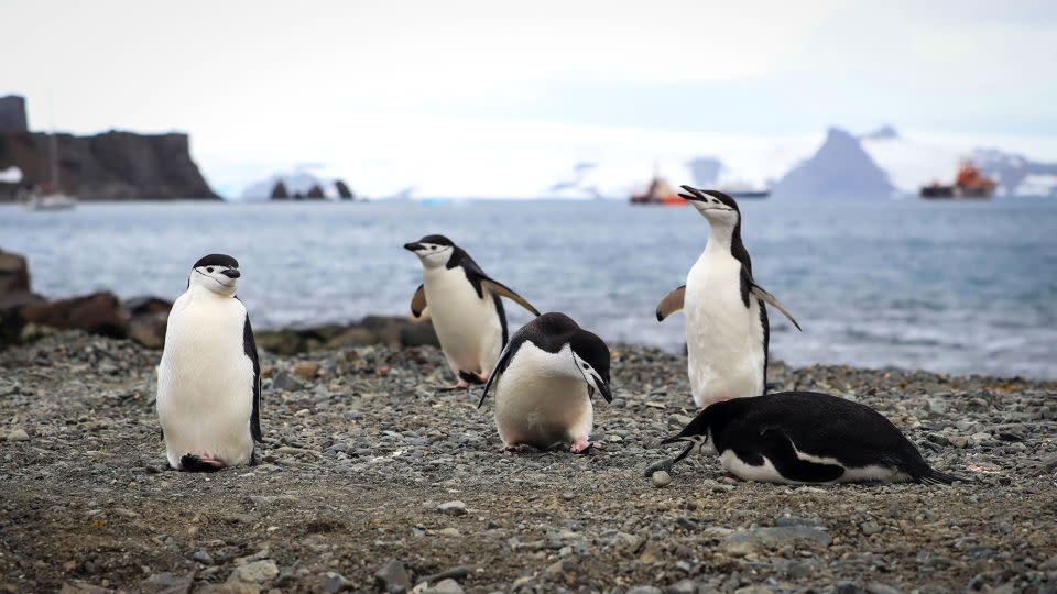 Antarctica is quickly becoming a popular destination for thousands of tourists, whose presence on the virgin lands has a strong environmental impact on the delicate ecosystems that are already suffering due to global warming. - Federico Anfitti/EPA-EFE/Shutterstock