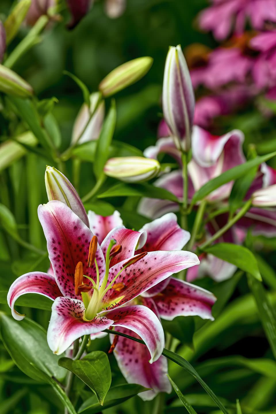 oriental lily flower