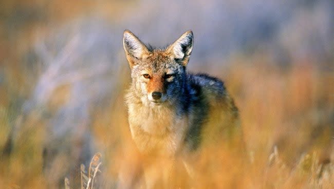 Coyote facing the camera