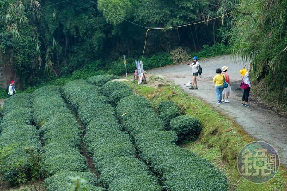 入口的茶園是接駁車的終點。