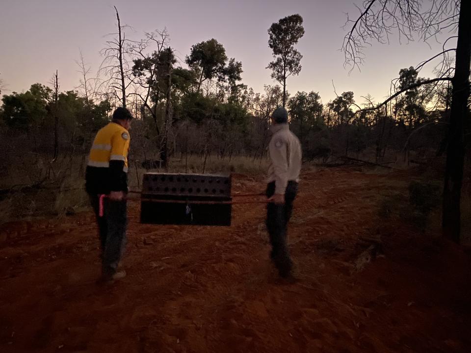 Two rangers carrying a wombat in a box.