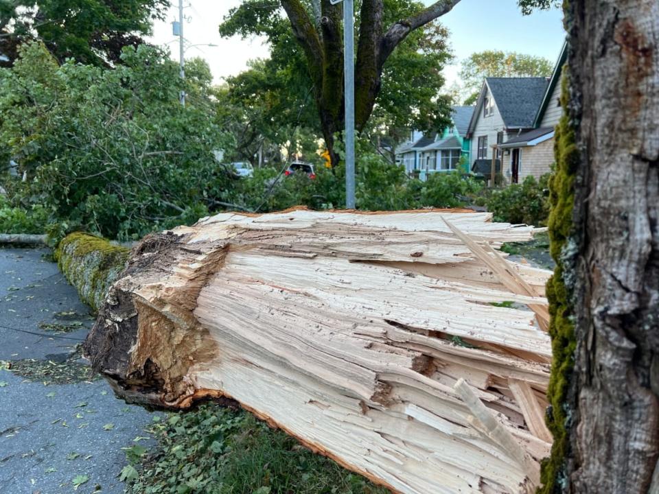 A large tree blocks a street in west-end Halifax on Sunday morning. (Mark Crosby/CBC - image credit)