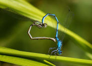 Damselflies make the shape of a heart. These extraordinary images, taken by photographers across the globe, show Mother Nature celebrating the big day with iconic heart shapes appearing all over the natural world. (PIC BY MARK BRIDGER / CATERS NEWS)