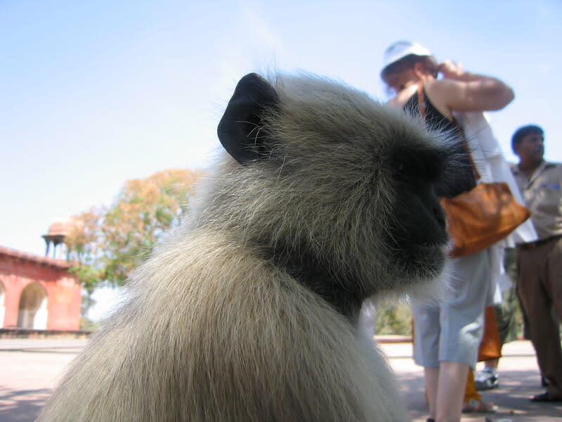 新德里市區可見不怕生的猴子接近民眾。(Photo by ben dalton on Flickr used under Creative Commons license)