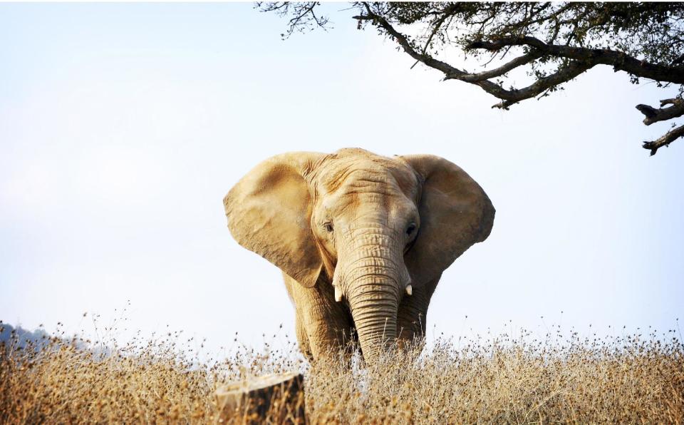 This undated publicity photo released by courtesy of HBO shows a scene from the documentary film, "An Apology to Elephants." Actress Lily Tomlin narrates the film. The film is an unabashed polemic, calling for improved treatment of elephants in zoos and an end to the use of the animals as entertainment, which the film contends must invariably involve abuse. (AP Photo/HBO, Lisa Jeffries/pawsweb.org)