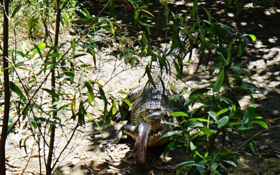 Casey the crocodile on Goat Island