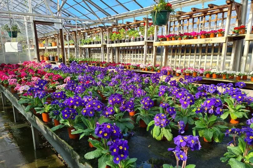 Examples of the kind of colourful plants and flowers on display at Plant World Garden Centre