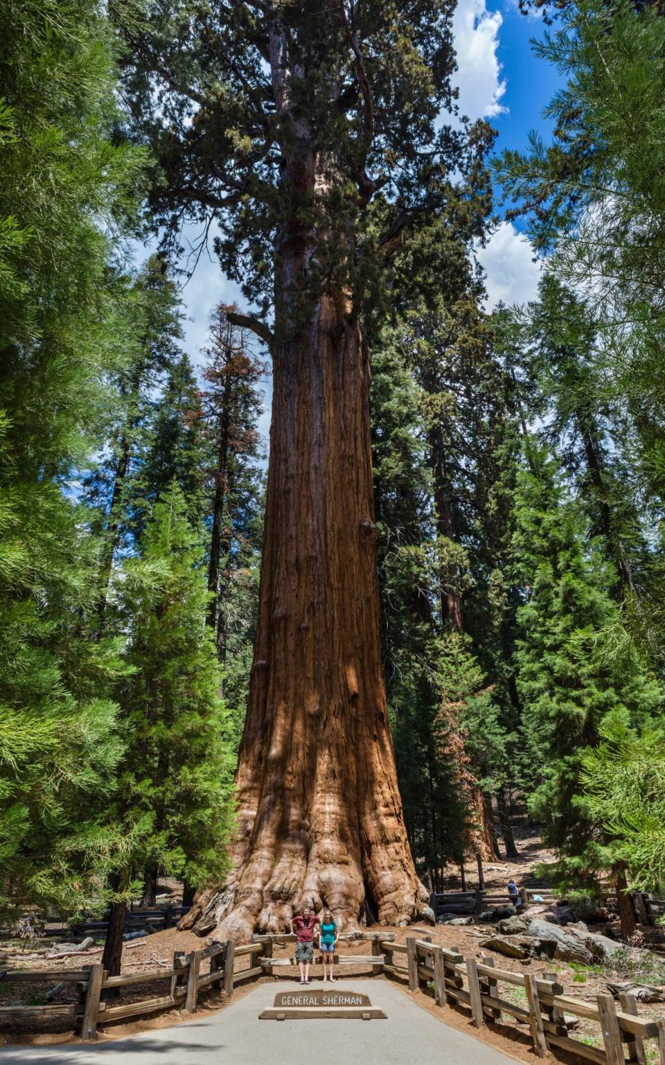 Tourists pose in front of the General Sherman Tree Sequoia National Park, California