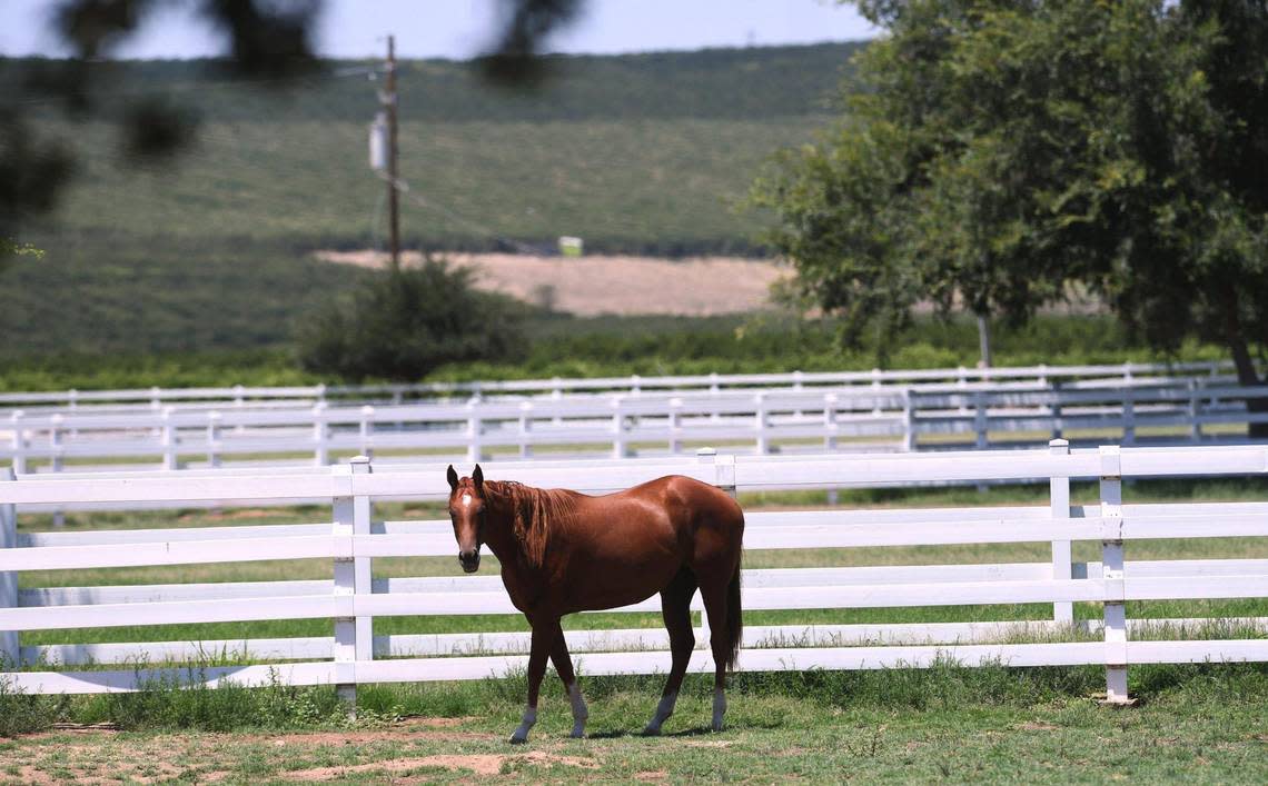 A horse grazes in a pasture where a college and housing development has been proposed on land owned by John Harris near the Kings River north of Sanger, photographed Wednesday, July 13, 2022.