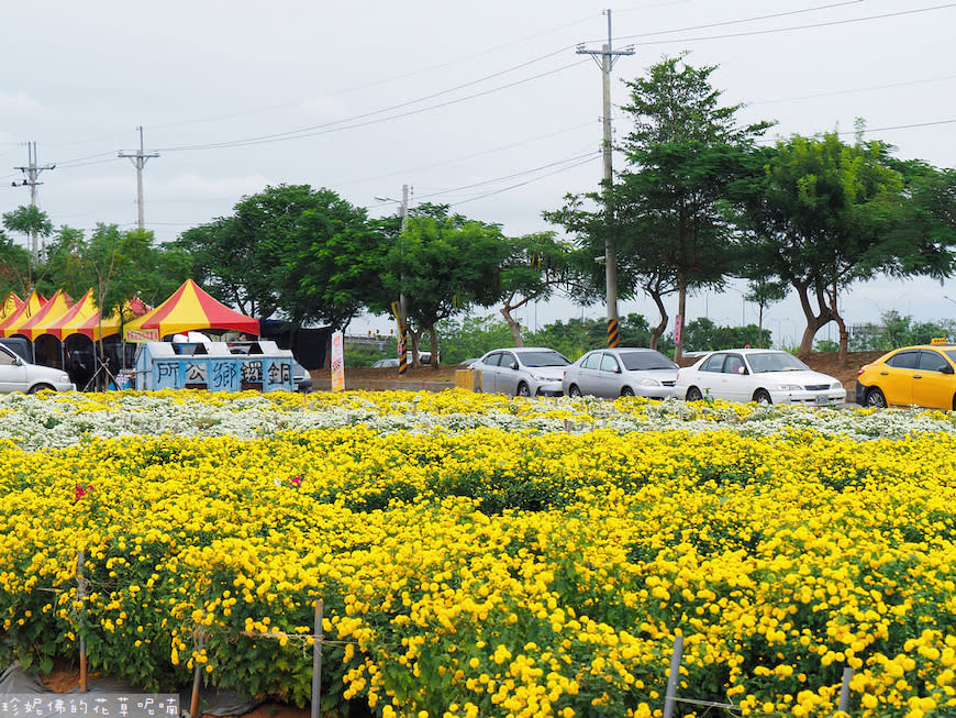 2023銅鑼杭菊芋頭節