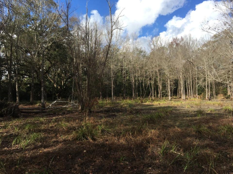 Wetlands such as this one in north Crestview are areas where water covers soil all or part of the time.