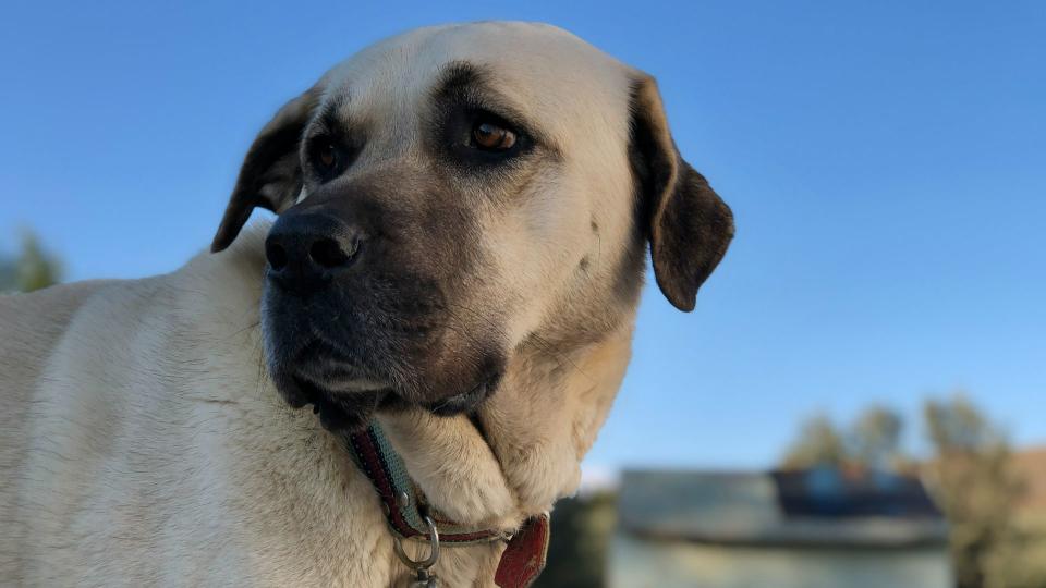 Anatolian sheperd dog