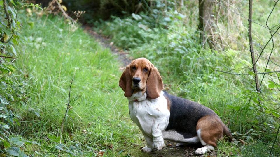 Basset hound on walking trail