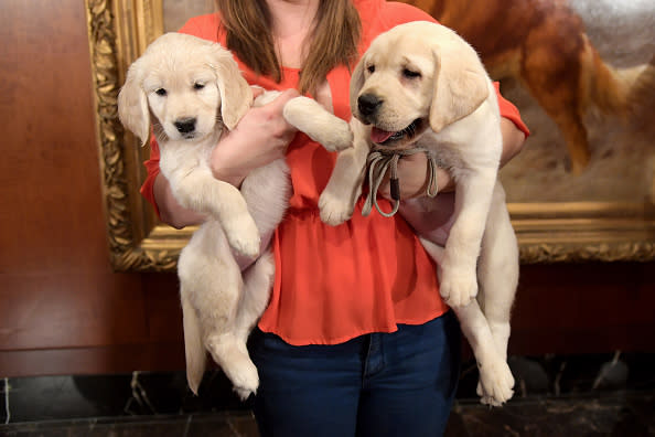 A Golden Retriever puppy and a Labrador Retriever puppy of The American Kennel Club’s Most Popular Breeds Nationwide for 2017 are shown at AKC Headquarters on March 28, 2018 in New York City. (Photo by Ben Gabbe/Getty Images)