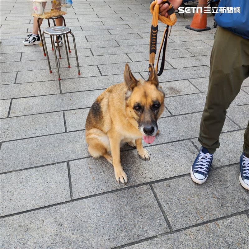 ​主人帶著心愛寵物來點寵物平安燈。（圖／ 嘉義市城隍廟提供）