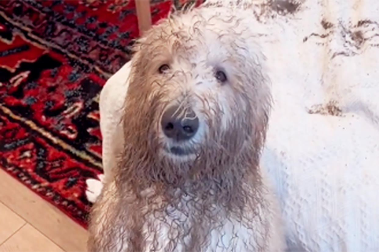 muddy white golden doodle; dirty doodle tiktok