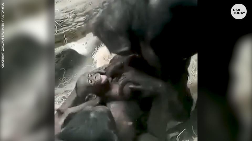 This grandmother bonobo loves to play with her granddaughter at the Cincinnati Zoo in Cincinnati, Ohio.
