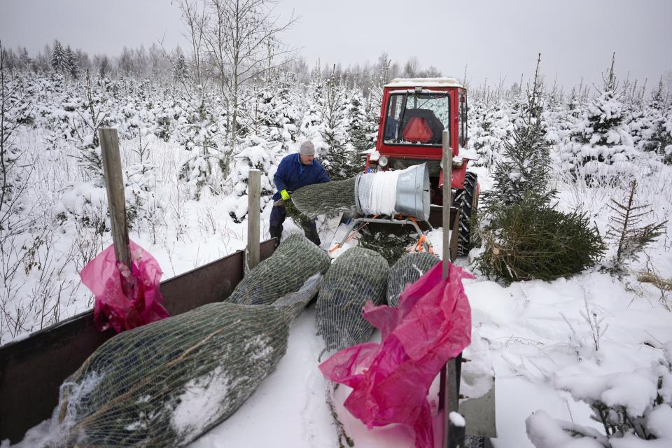 Toomas Tooming, co-owner of a Christmas tree farm, packs a spruce after cutting near Avinurme, eastern Estonia, Saturday, Dec. 9, 2023. Estonia largely exports trees to the European Union and also exported Christmas trees to Russia before the country's invasion of Ukraine stopped trade. (AP Photo/Pavel Golovkin)