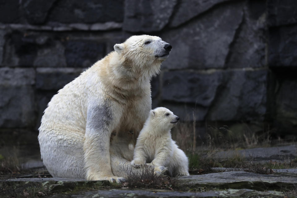 A female polar bear baby sits with its mother Tonja inside their enclosure at the Tierpark zoo in Berlin, Friday, March 15, 2019. The still unnamed bear, born Dec. 1, 2018 at the Tierpark, is presented to the public for the first time. (AP Photo/Markus Schreiber)