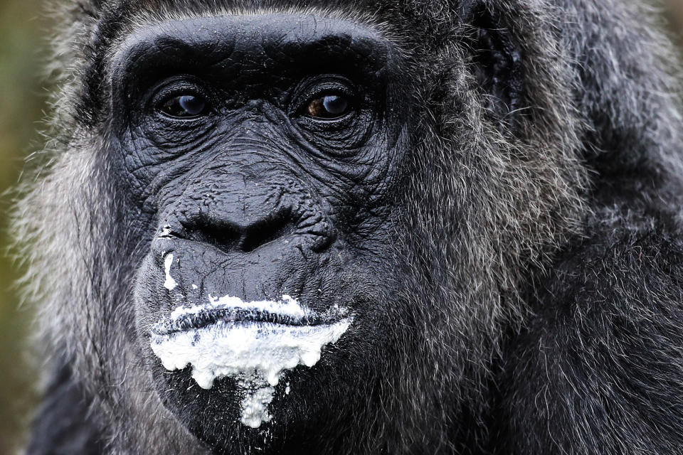 Genießer-Gorilla trägt Milchbart