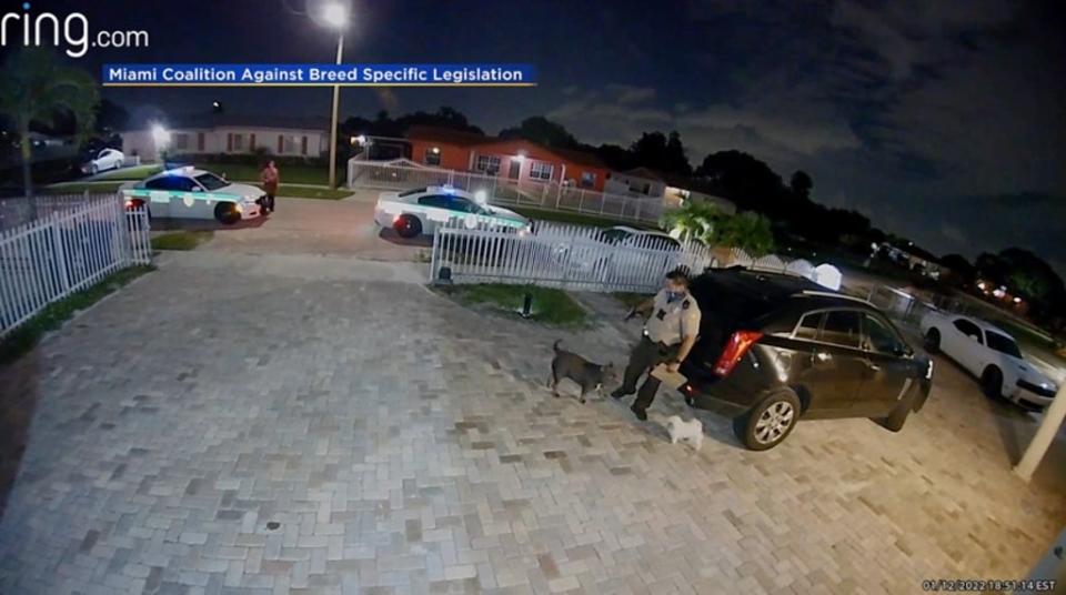 Footage shows Miami police officer shoots American bully dog seven times  (CBS4)