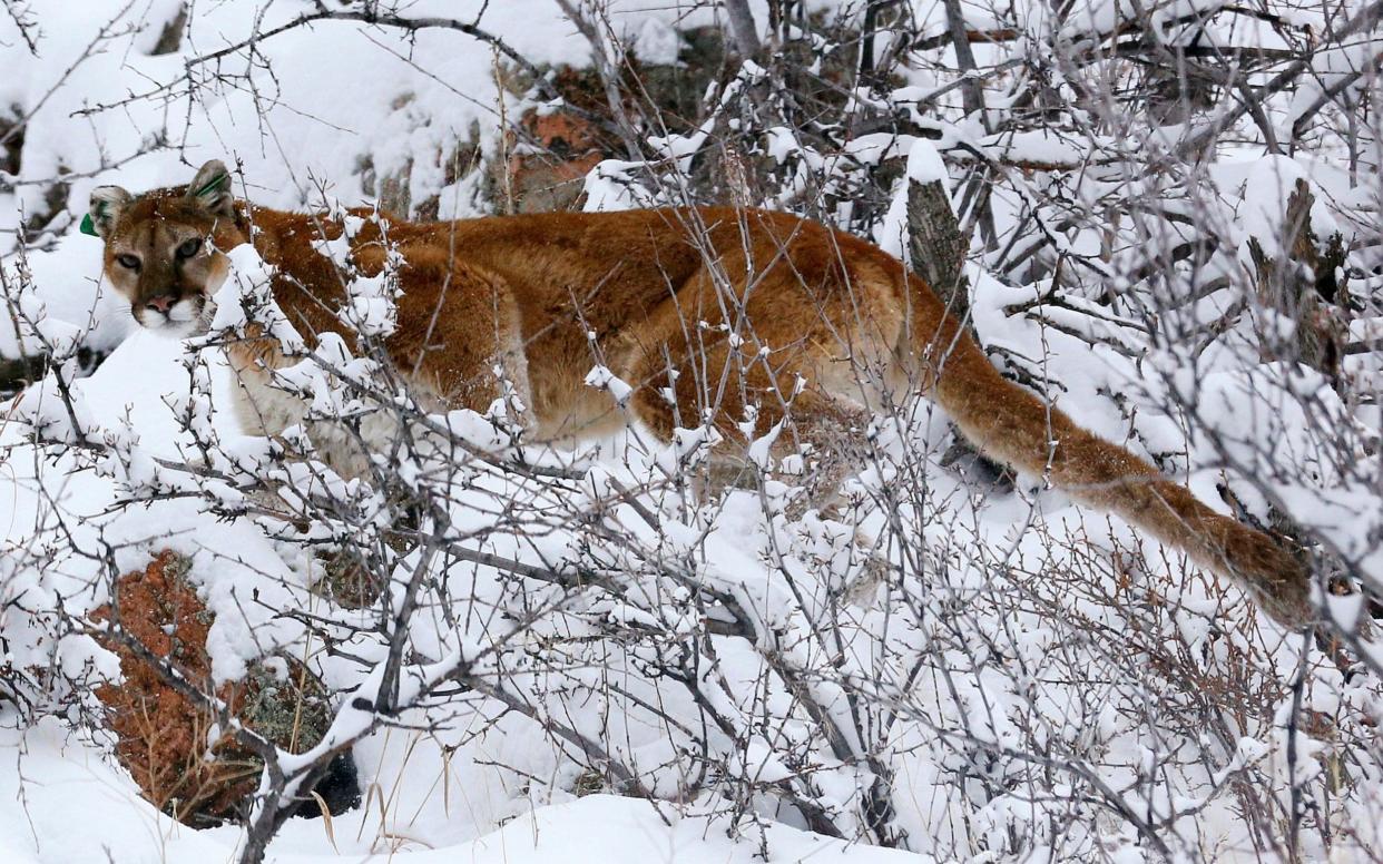 A mountain lion makes its way through fresh snow in the foothills outside of Golden, Colorado - REUTERS