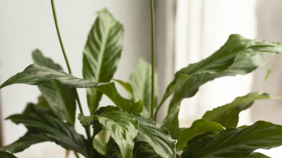 plants harmful to dogs peace lily