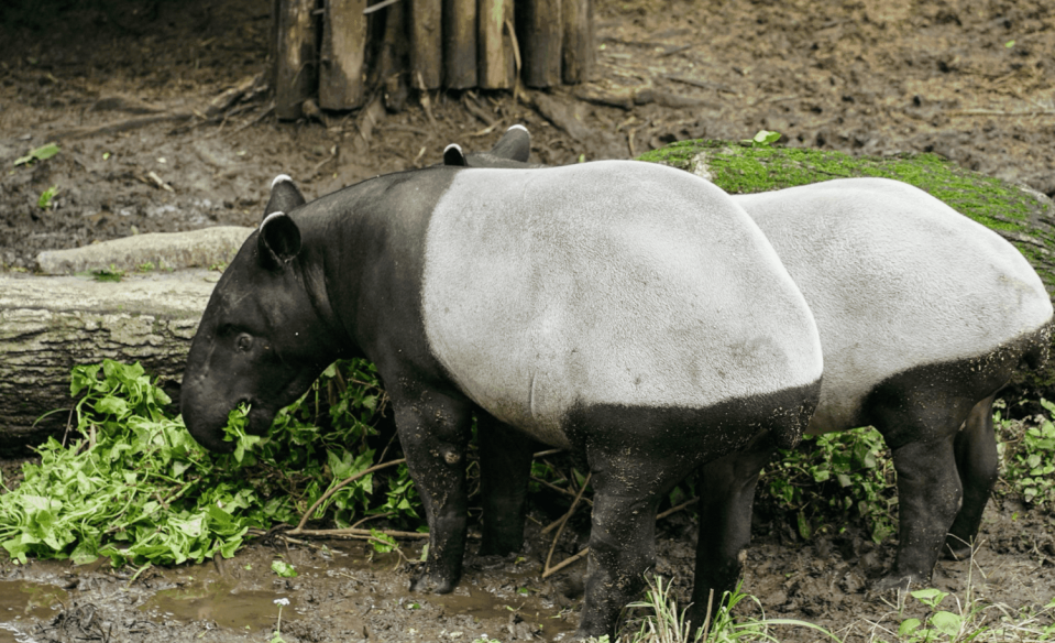 台北市立動物園將於7月9日起到8月27日開放夜間遊園。   圖：台北市立動物園 / 提供