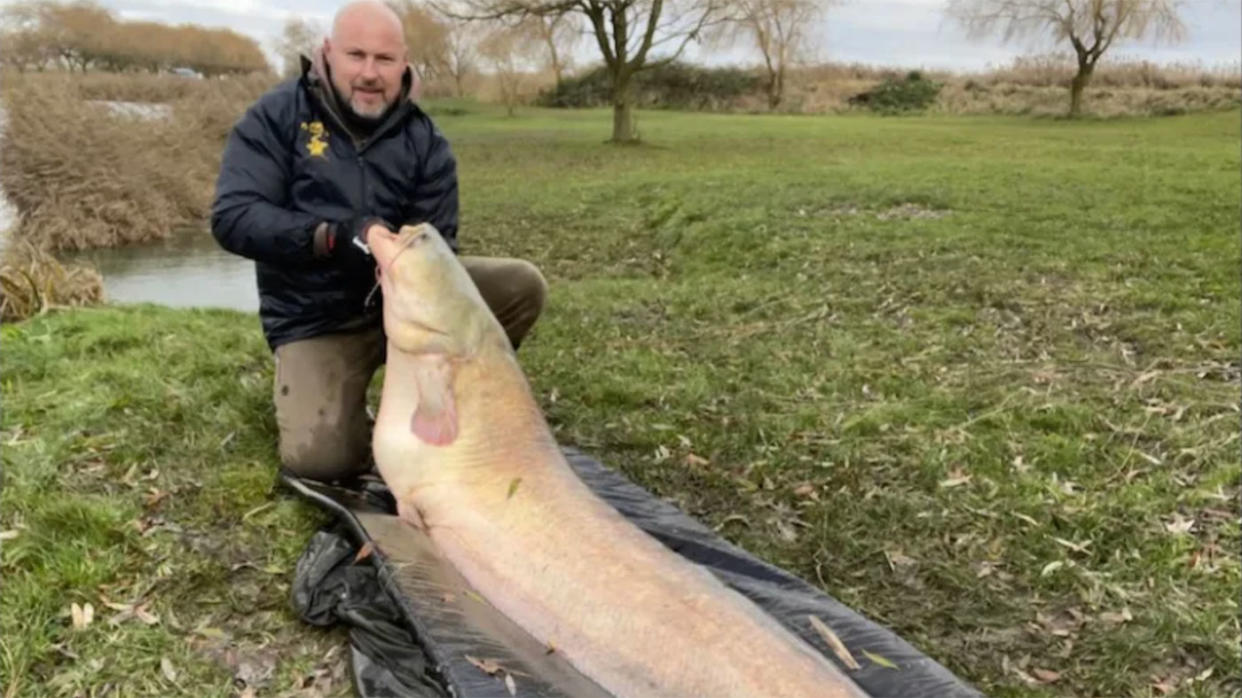 wels catfish