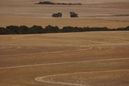 Fields of harvested wheat are seen near Cape Town, South Africa, February 3, 2018. After two years of drought, concerns are growing around agriculture as the city faces "Day Zero", the point at which taps will be shut down across the city as dams run dry. REUTERS/Mike Hutchings