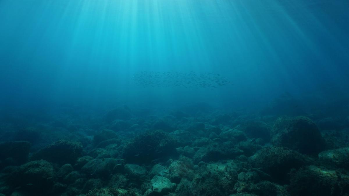 Scientists imagine relating to supply of contamination may well be burdening our meals chain: ‘They persist within the ocean for centuries’