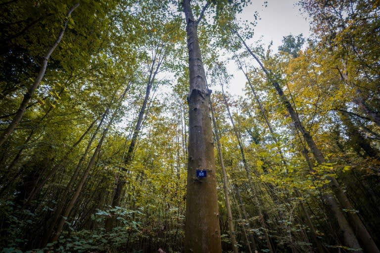 La France suit le rythme des projets de décarbonation de son économie, mais les forêts et les sols de son territoire n'absorbent pas autant de CO2 que prévu (PATRICK HERTZOG)