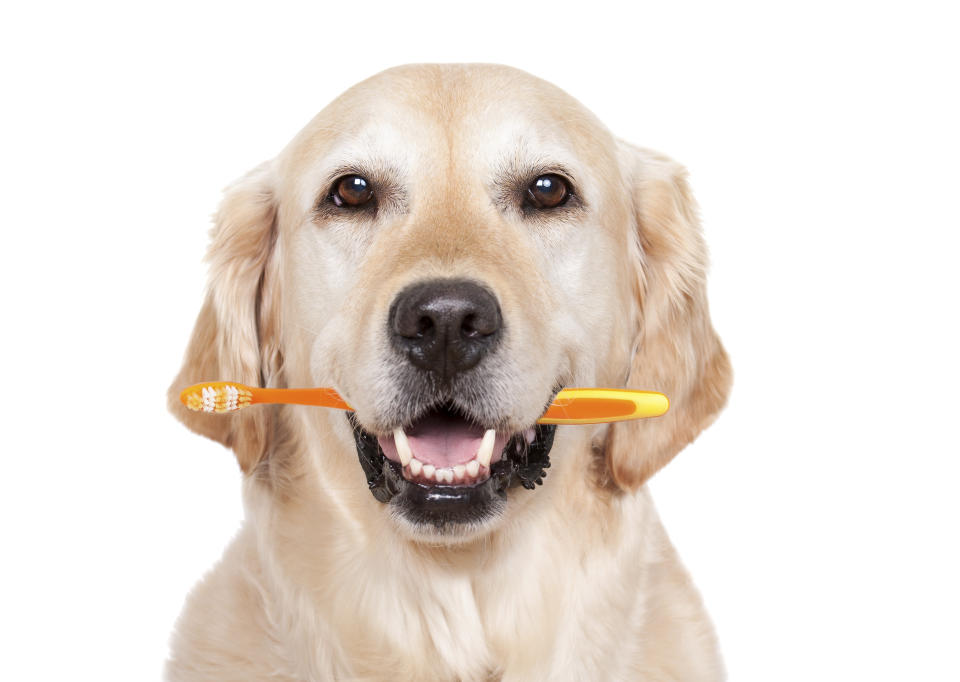 Golden Retriever with toothbrush for dental care - isolated on white
