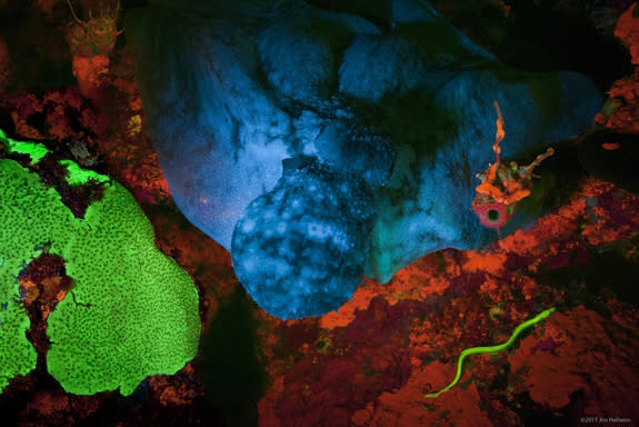 This biofluorescent green eel (lower right corner) surprised scuba-diving scientists, and prompted them to study its glowing proteins.