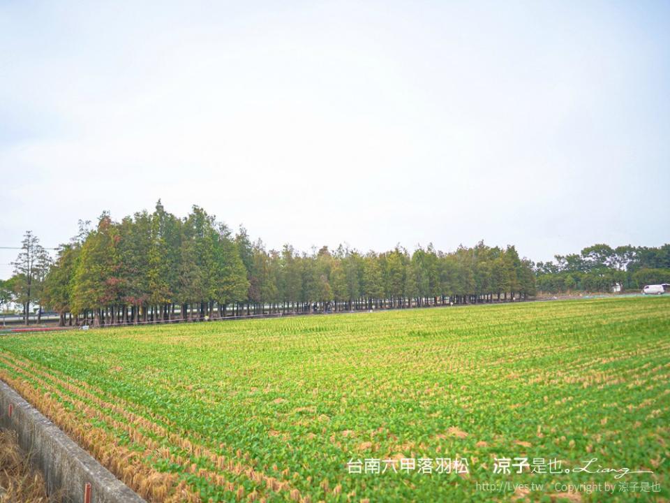 台南六甲落羽松森林秘境