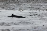 A minke whale calf that was found injured and beached on concrete is seen in the River Thames, in London