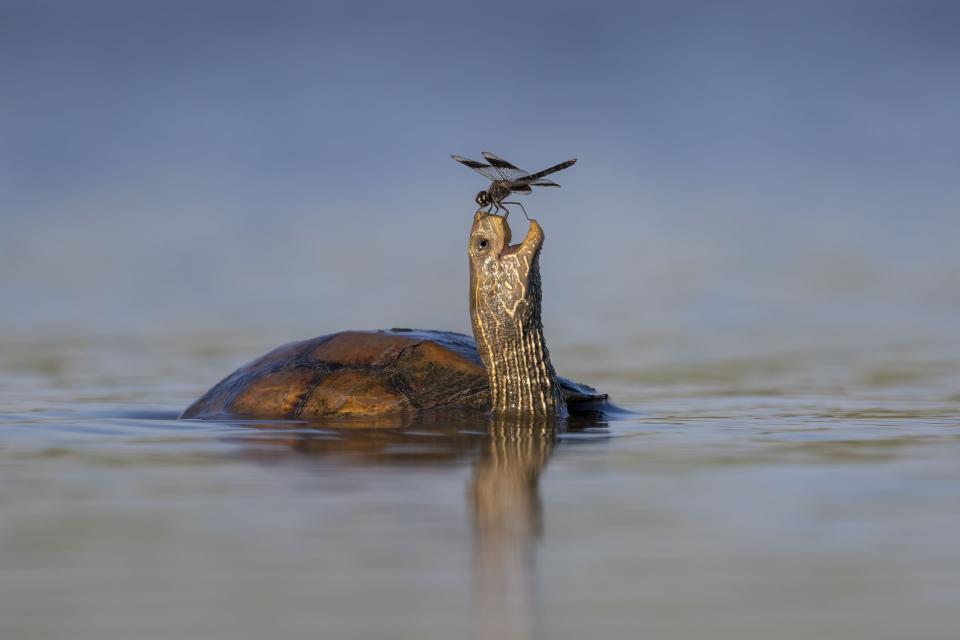 A Balkan pond turtle shares a moment of peaceful coexistence with a northern banded groundling dragonfly in Israel's Jezreel Valley.